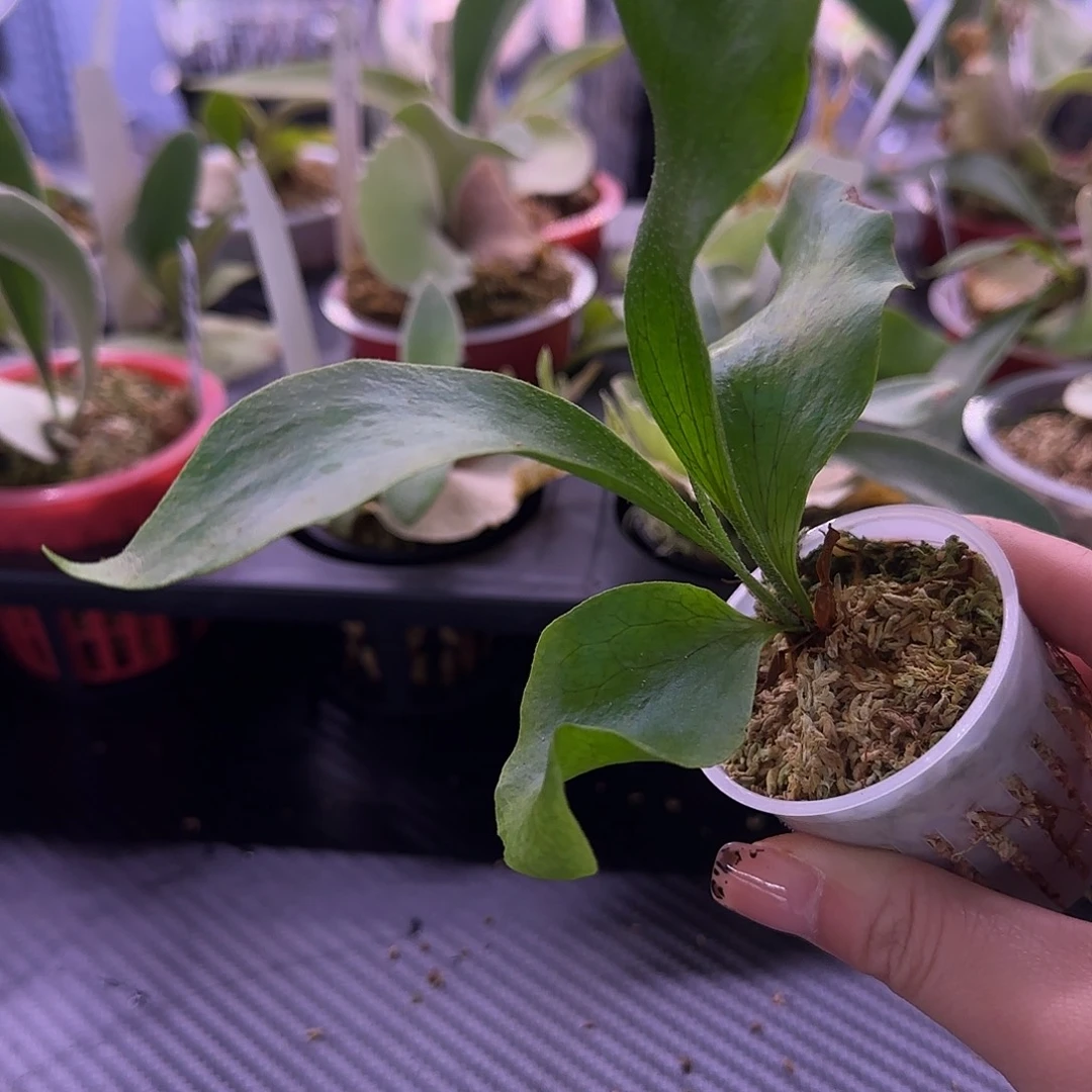 玛莎拉蒂鹿角蕨孢子苗