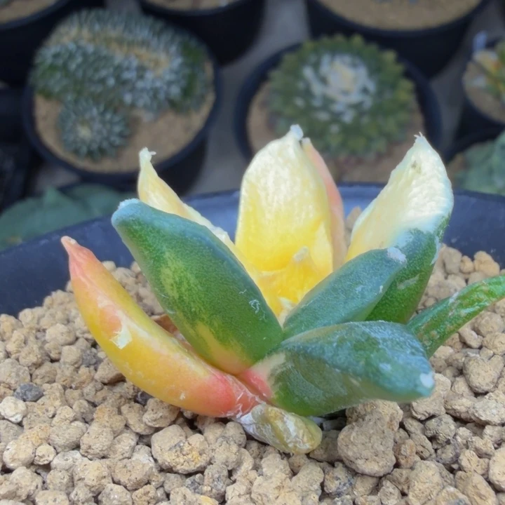 仙气飘飘的纯白融合锦