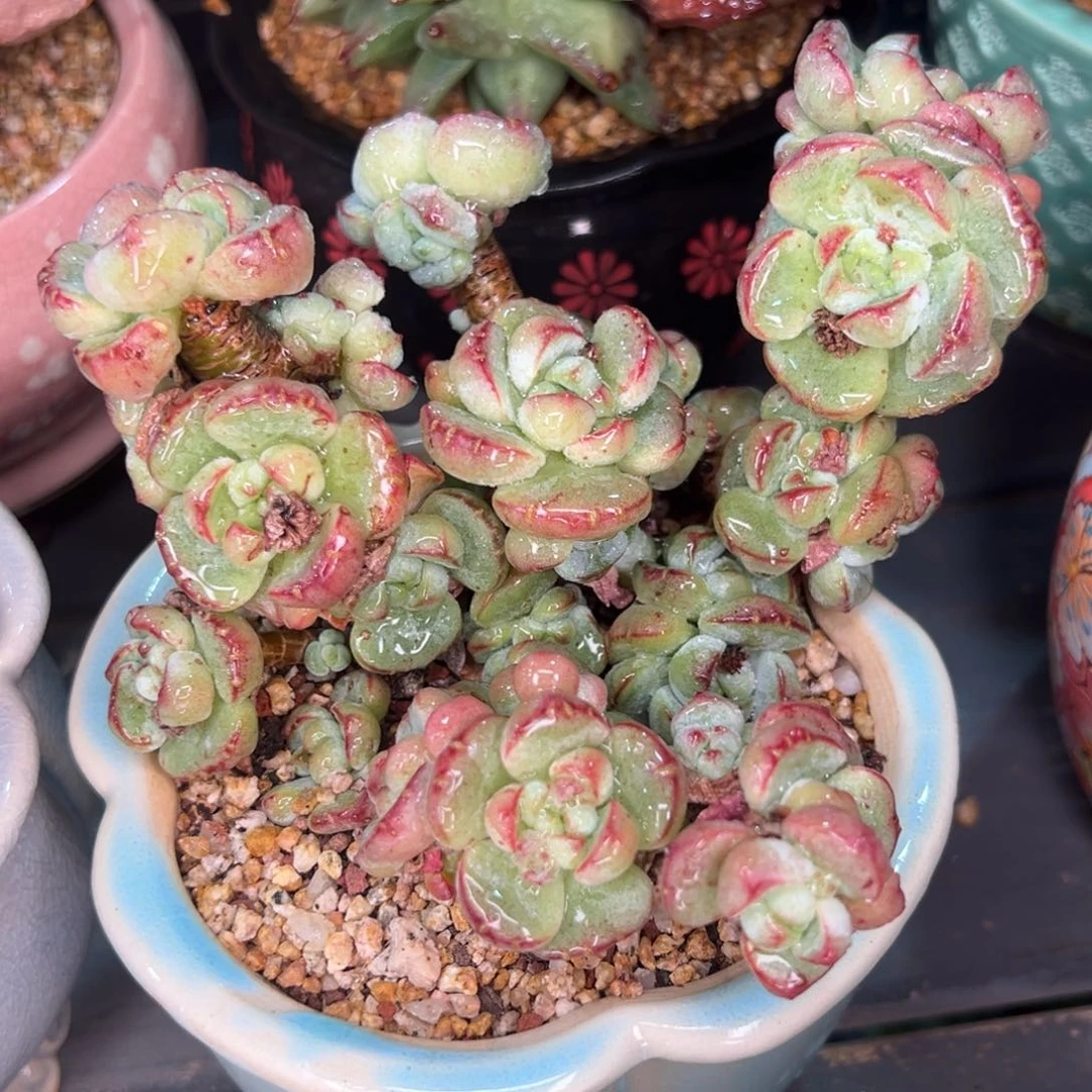 从前慢多肉精选编号0718.175