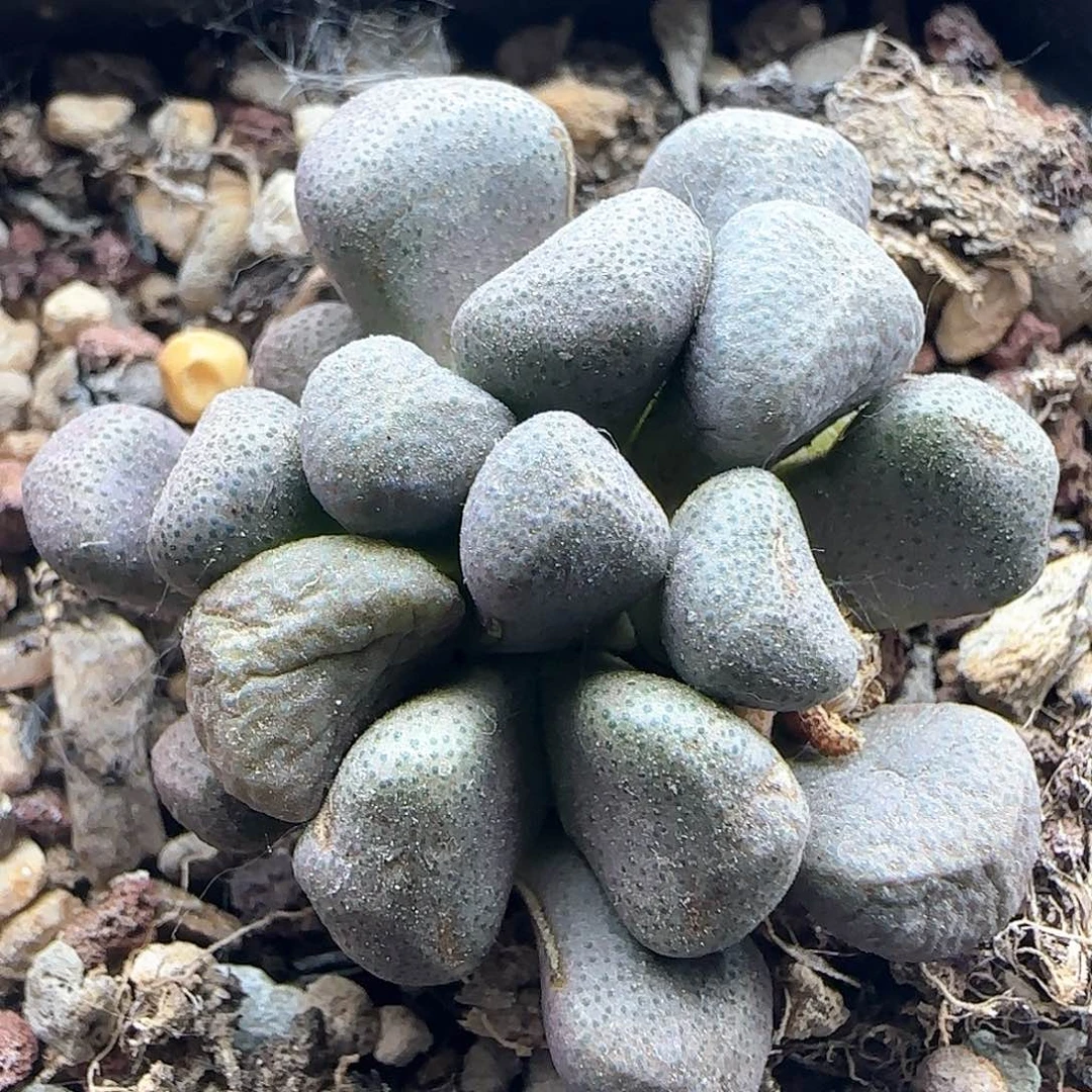 开播福利。     38843