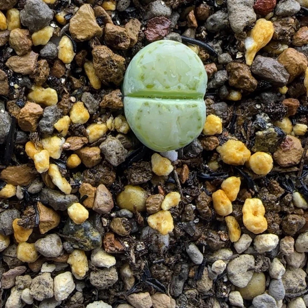 透窗绿饼干大棚直播