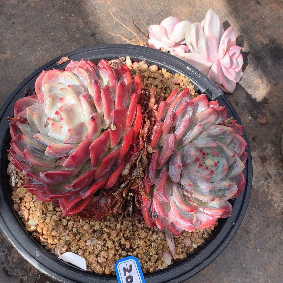 201橙子一物一拍多肉