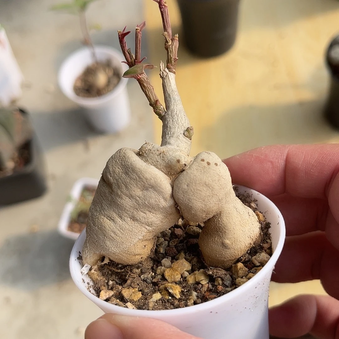 人参大戟块根一物一拍