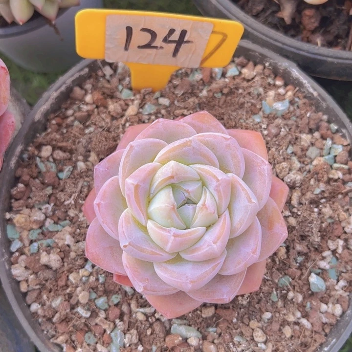 健健康康平平安安