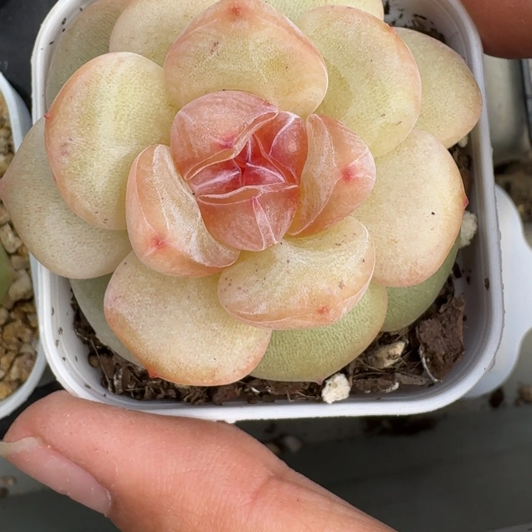 0925-037-彩月单头