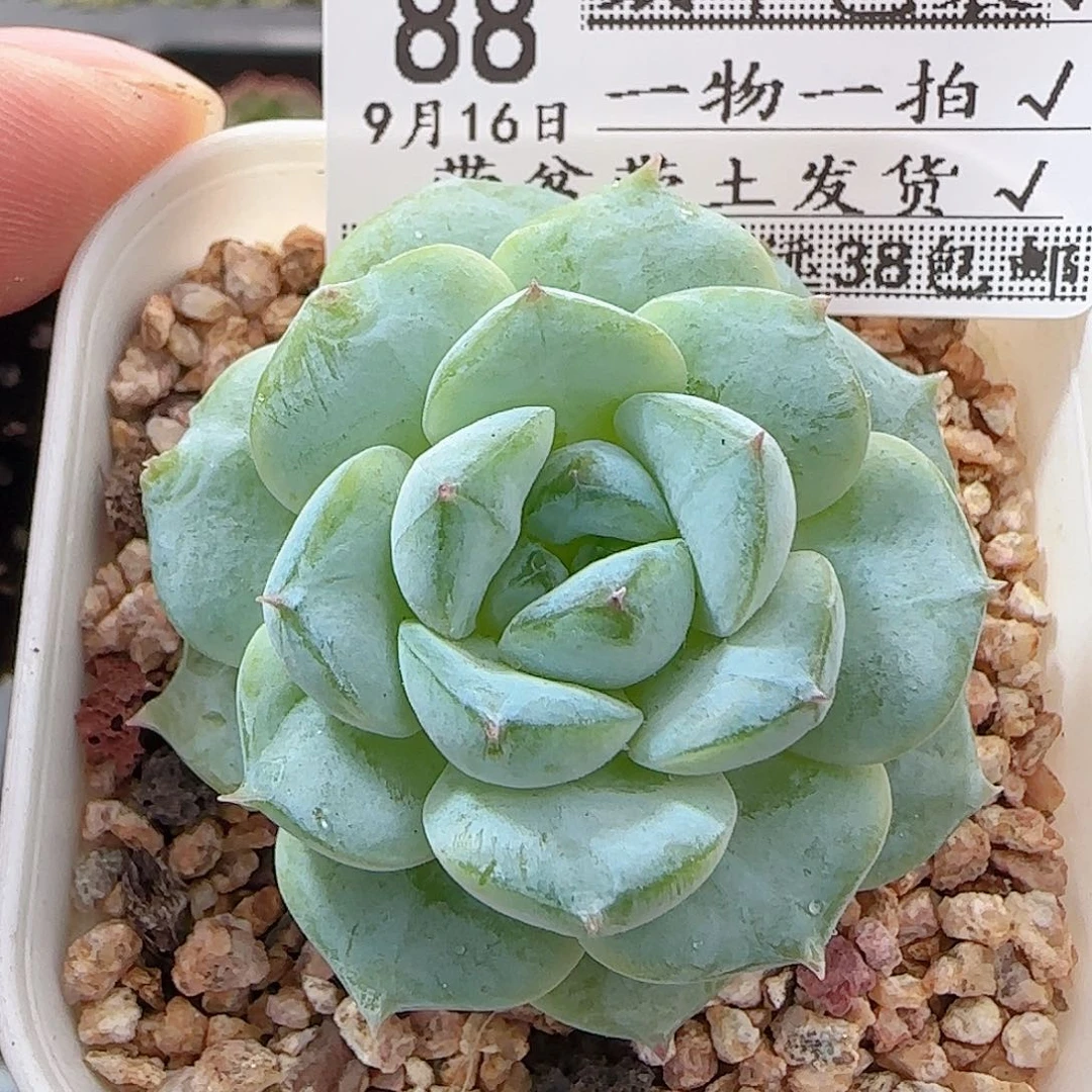 多肉0916--88福利