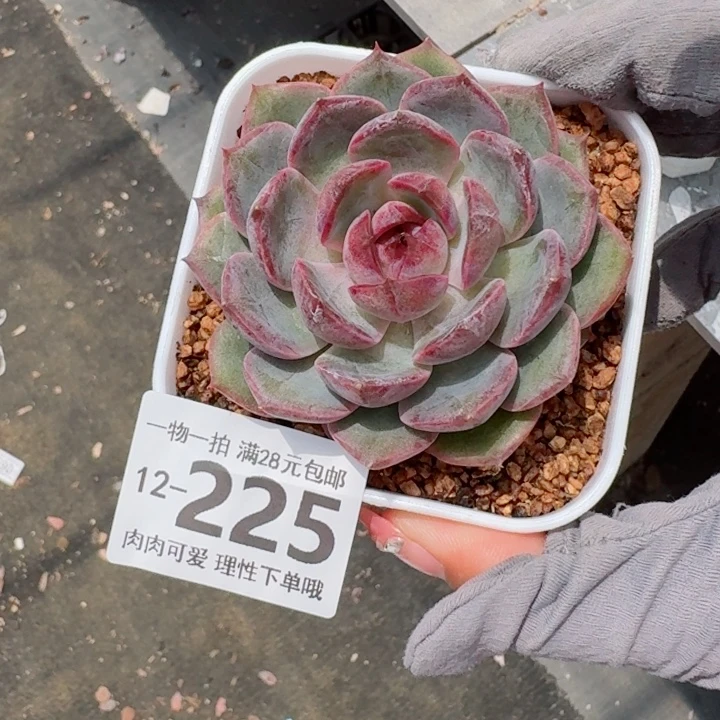 蓝莓多多肉多肉多肉多肉多肉