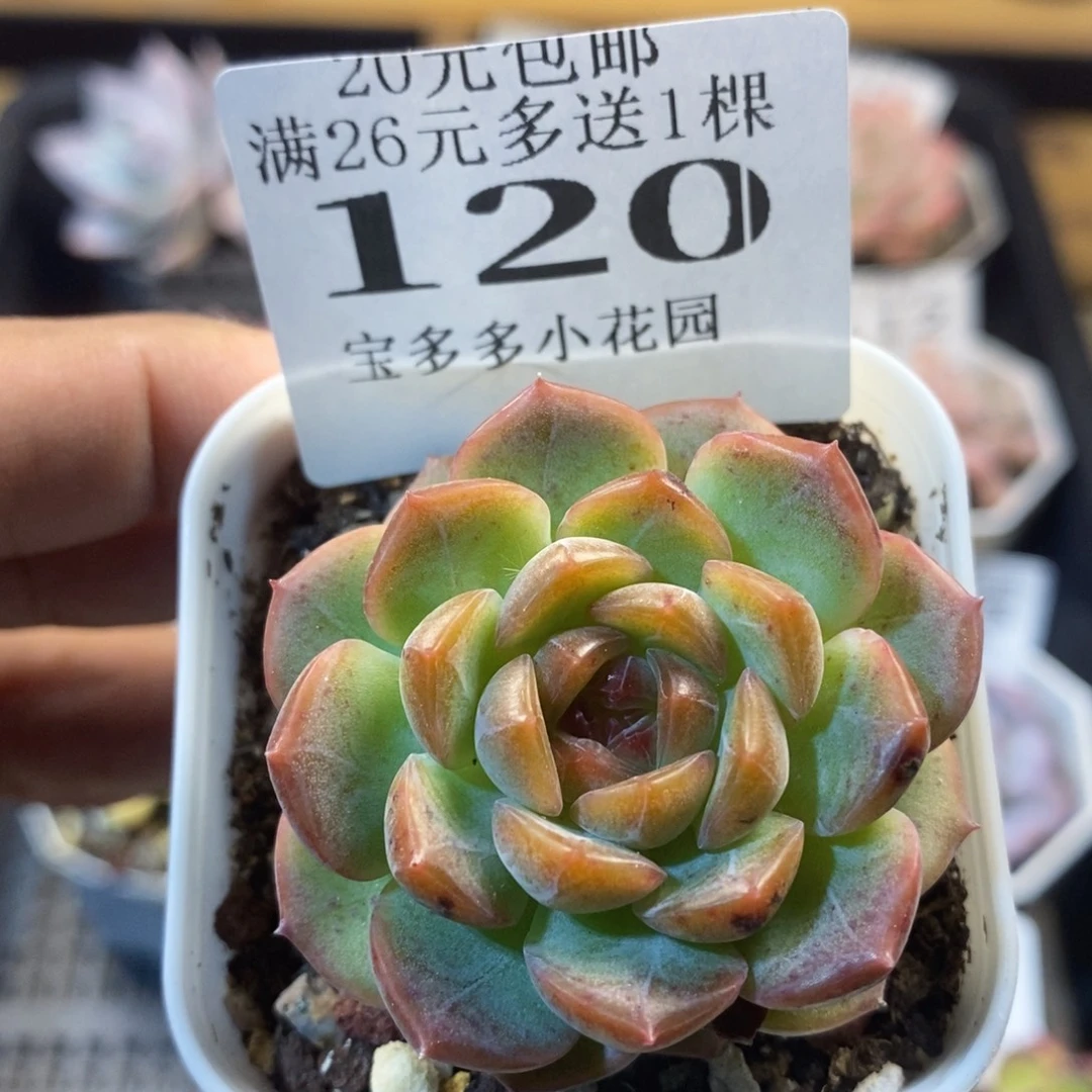 琴心一物一拍满20包邮满26多送一颗多肉