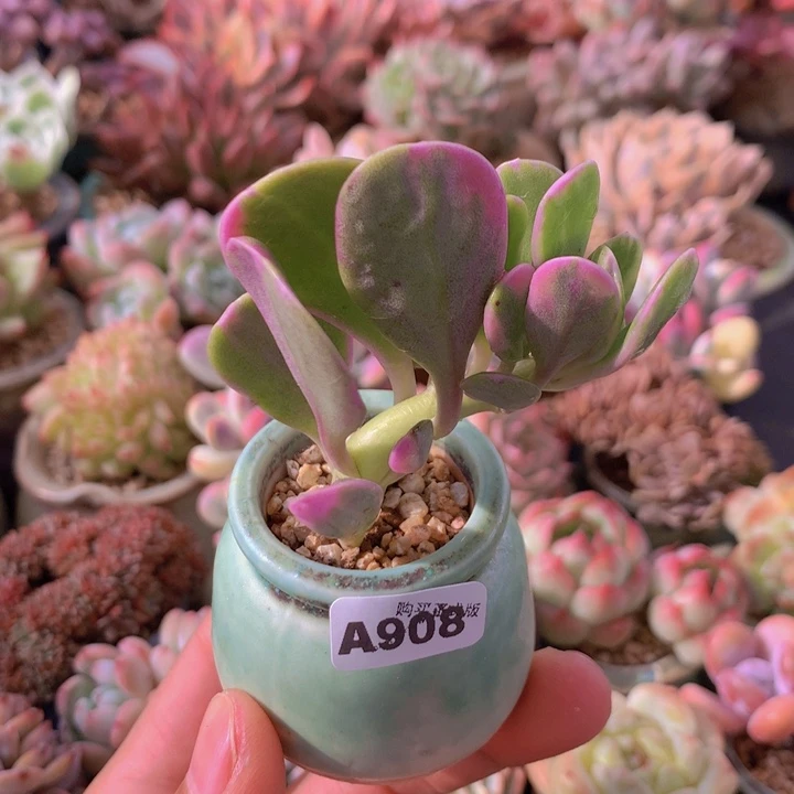 一物一拍含盆土满38包邮A908