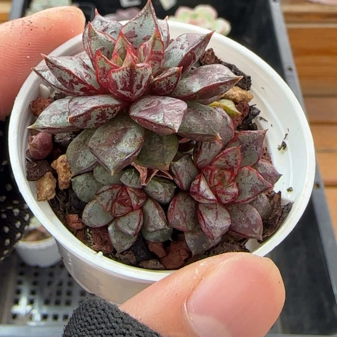 多肉1013--244雪燕