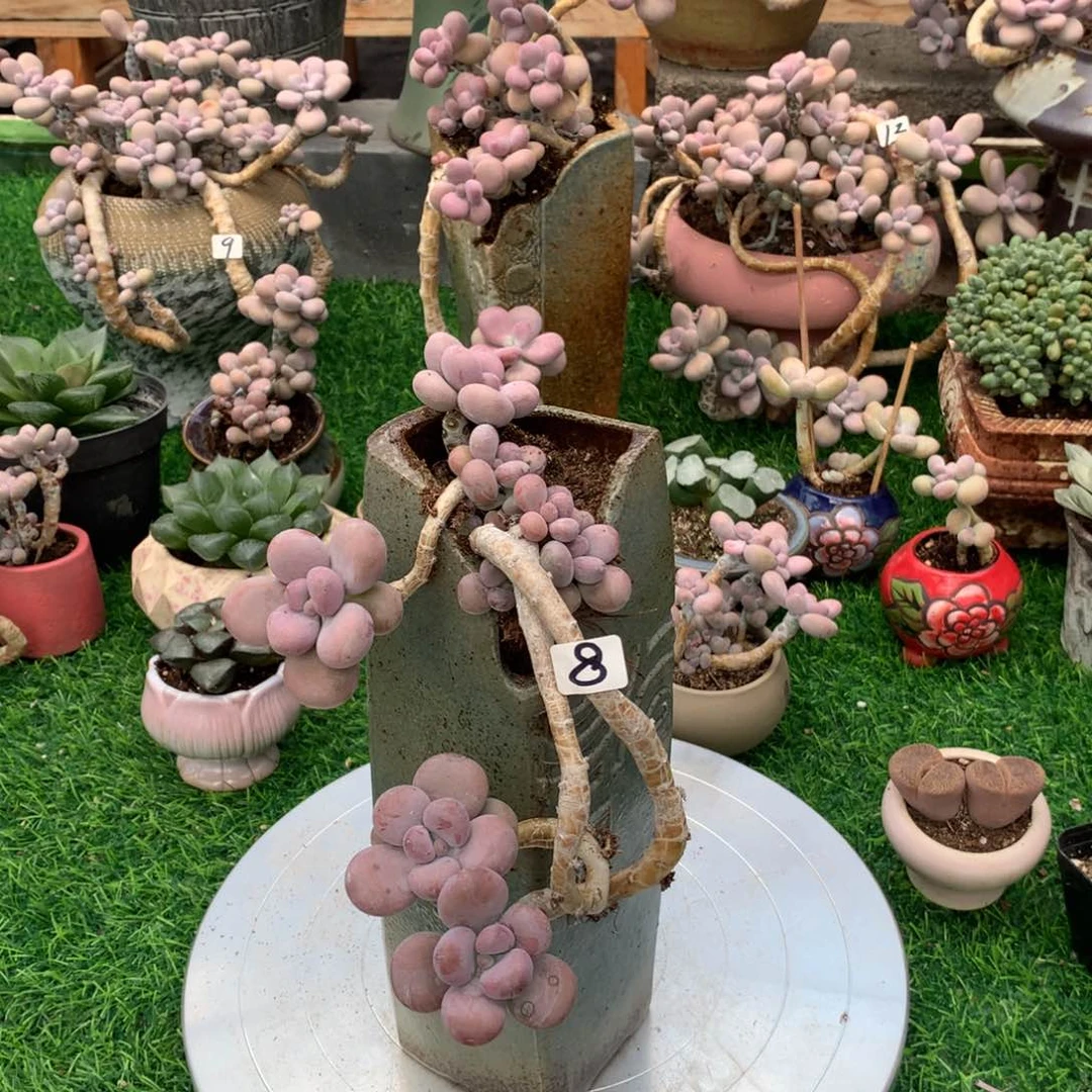 桃蛋老桩不带盆8号