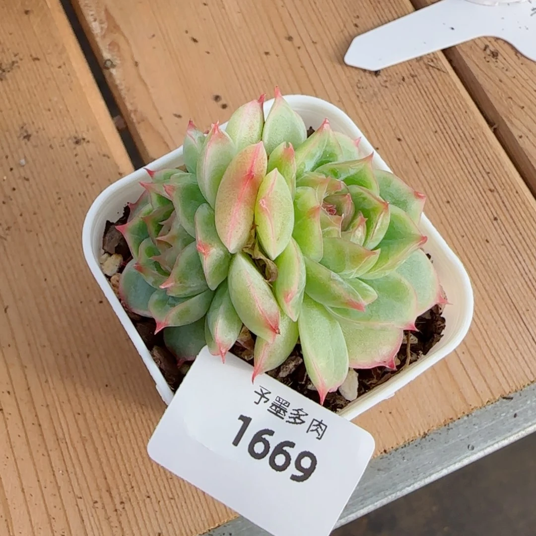 玛***露薄荷，1669多肉植物