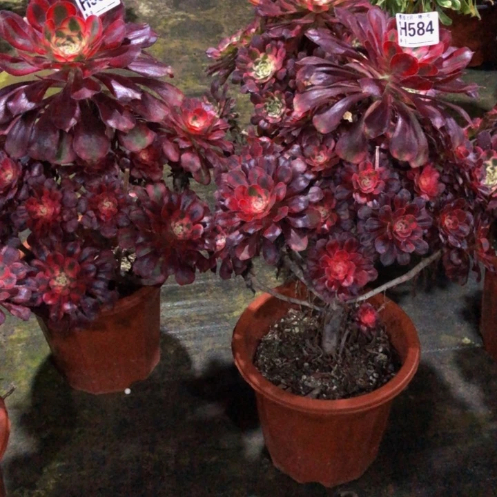 俩颗香奈尔多肉5870000000