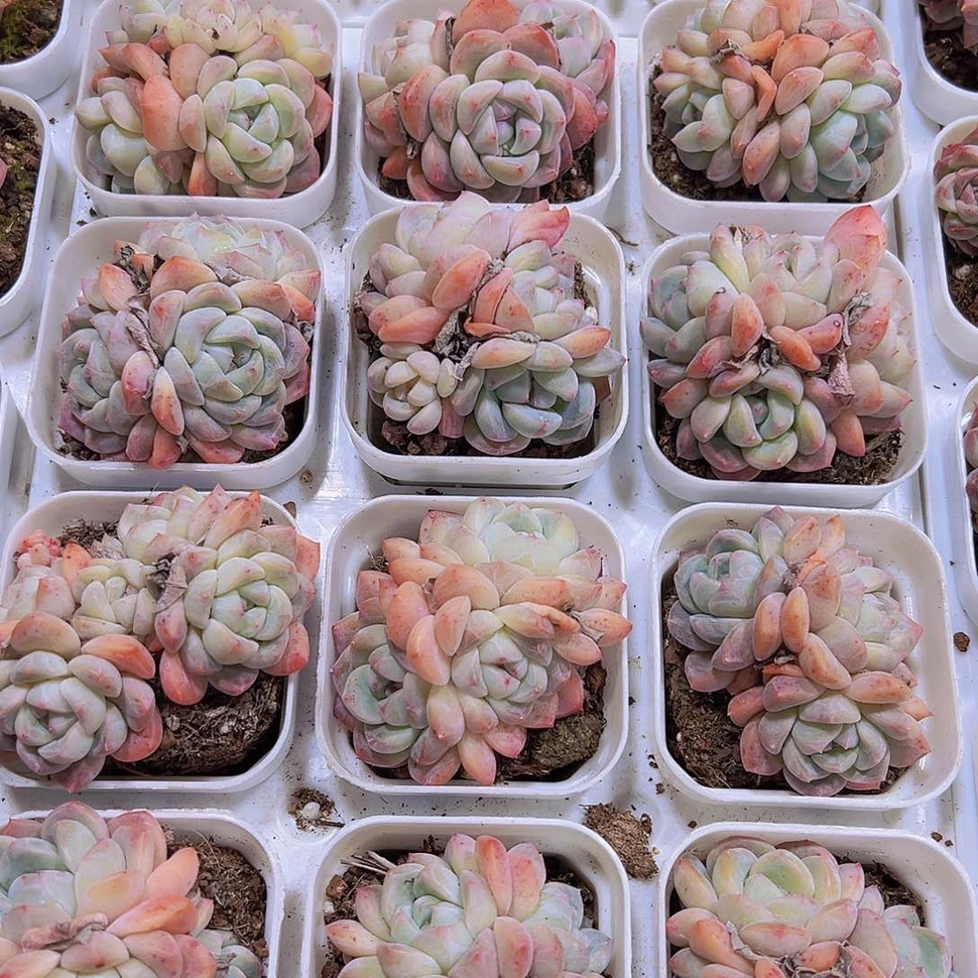 厚梦群19包邮多肉植物