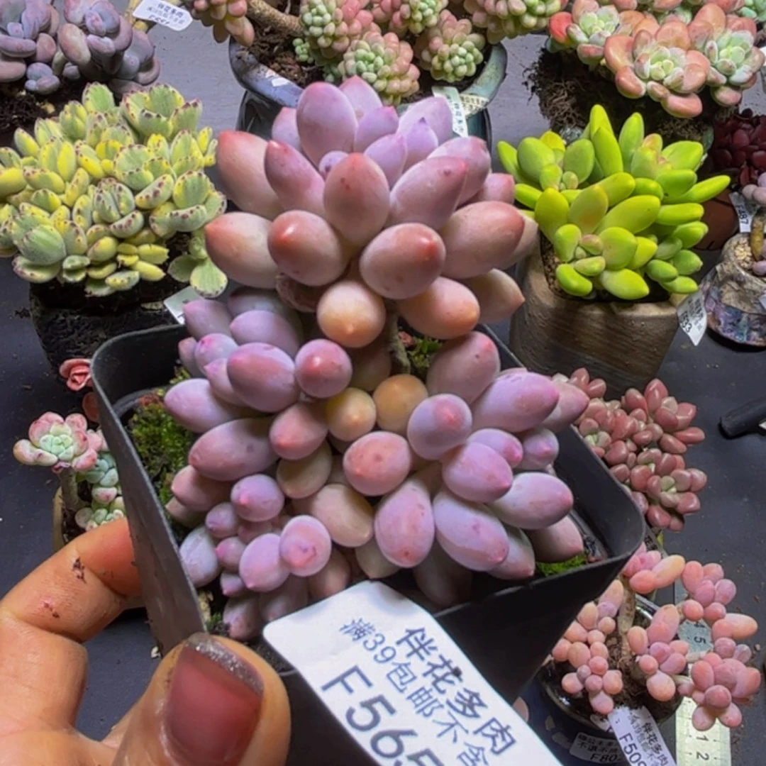 黄金手指奶酪565/5cm
