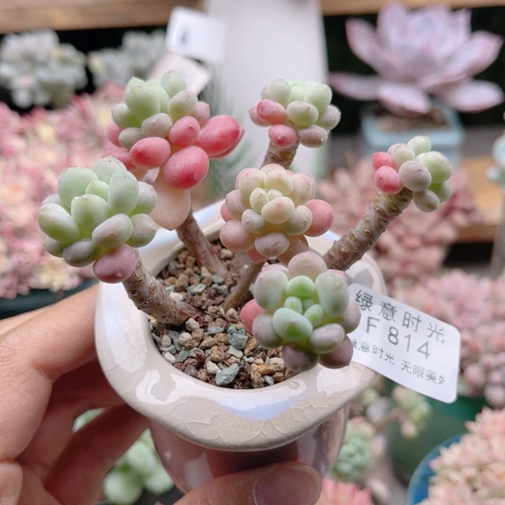 814 鱼子酱 带陶瓷盆发货 满28包邮