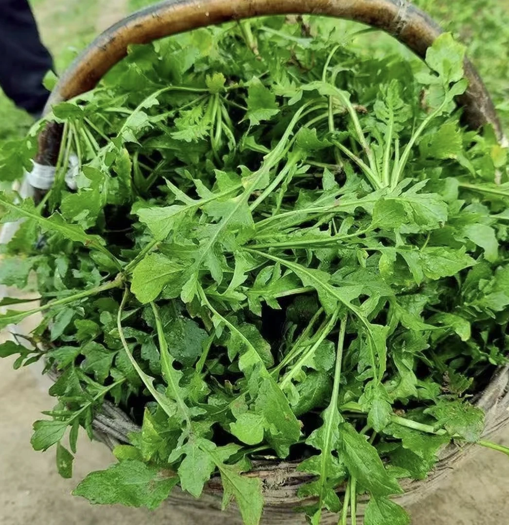 【京东直发】新鲜野荠菜 现挖现发荠菜包子荠菜饺子荠菜馄饨蒸荠菜