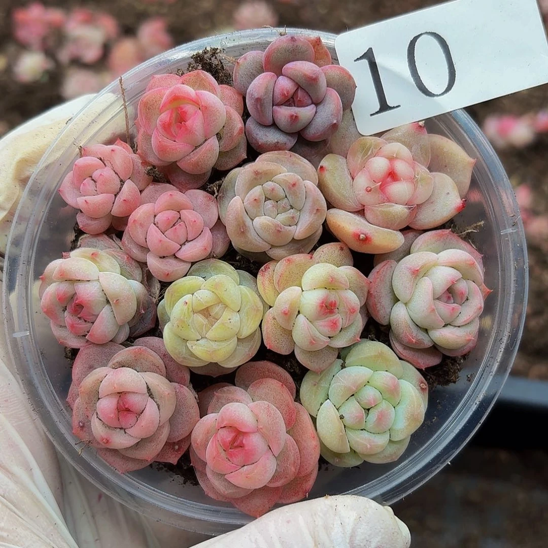 多肉植物多肉植物10