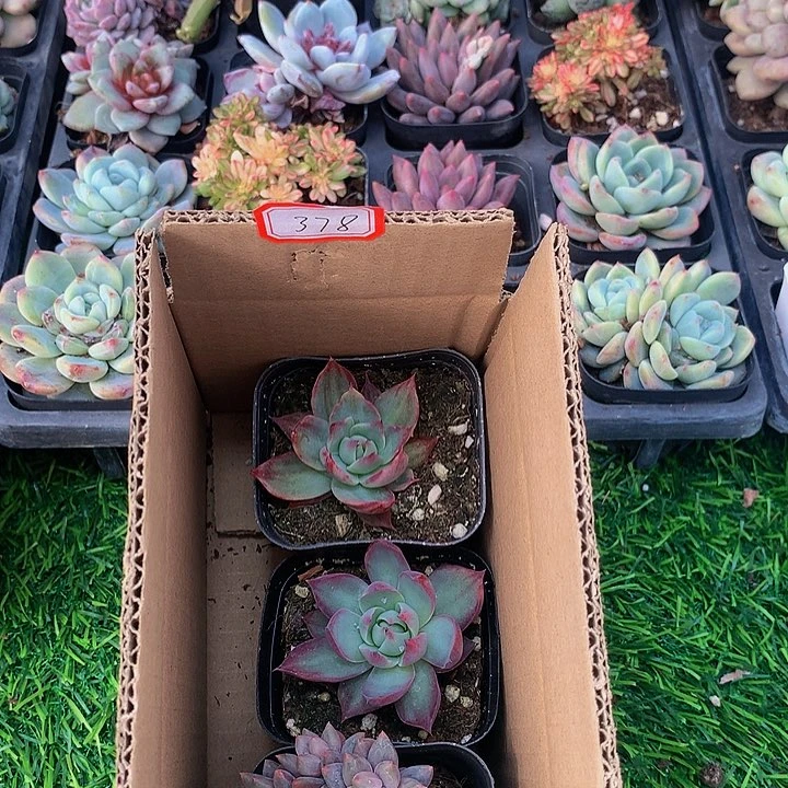 A378惊鸿仙子多肉