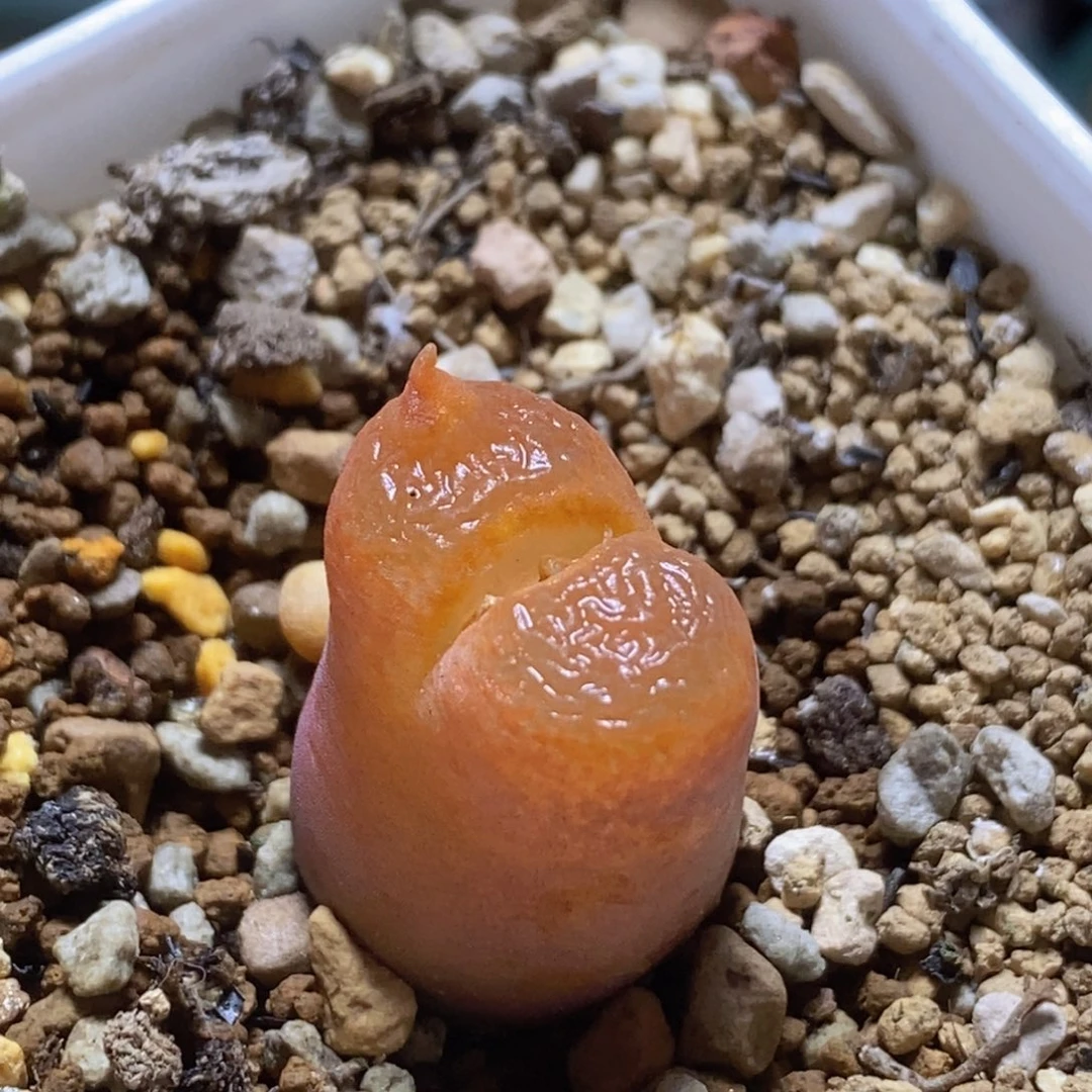 星*儿青蛙种缘红流沙好看好看好看