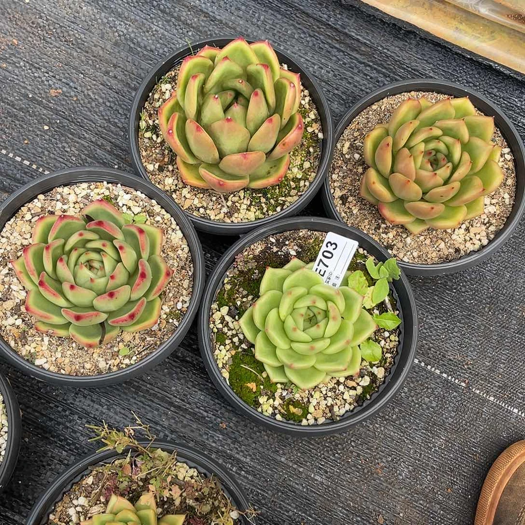 若如东云组拍E703