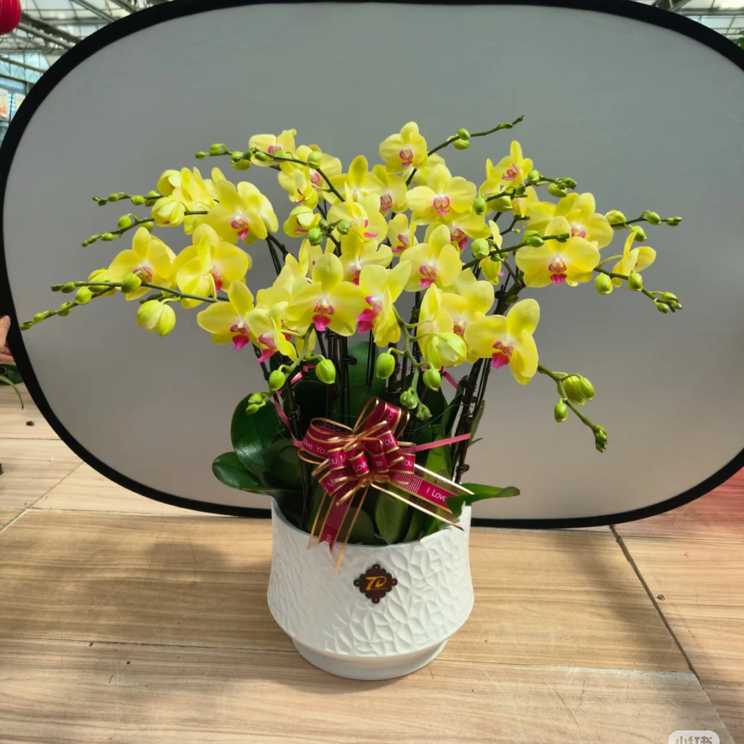 渟叙【富乐夕阳】3.0寸 带花带花苞发货 花卉阳台植物清新网红绿植