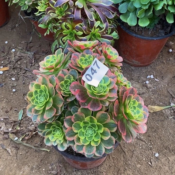 047万奶白绣球多肉