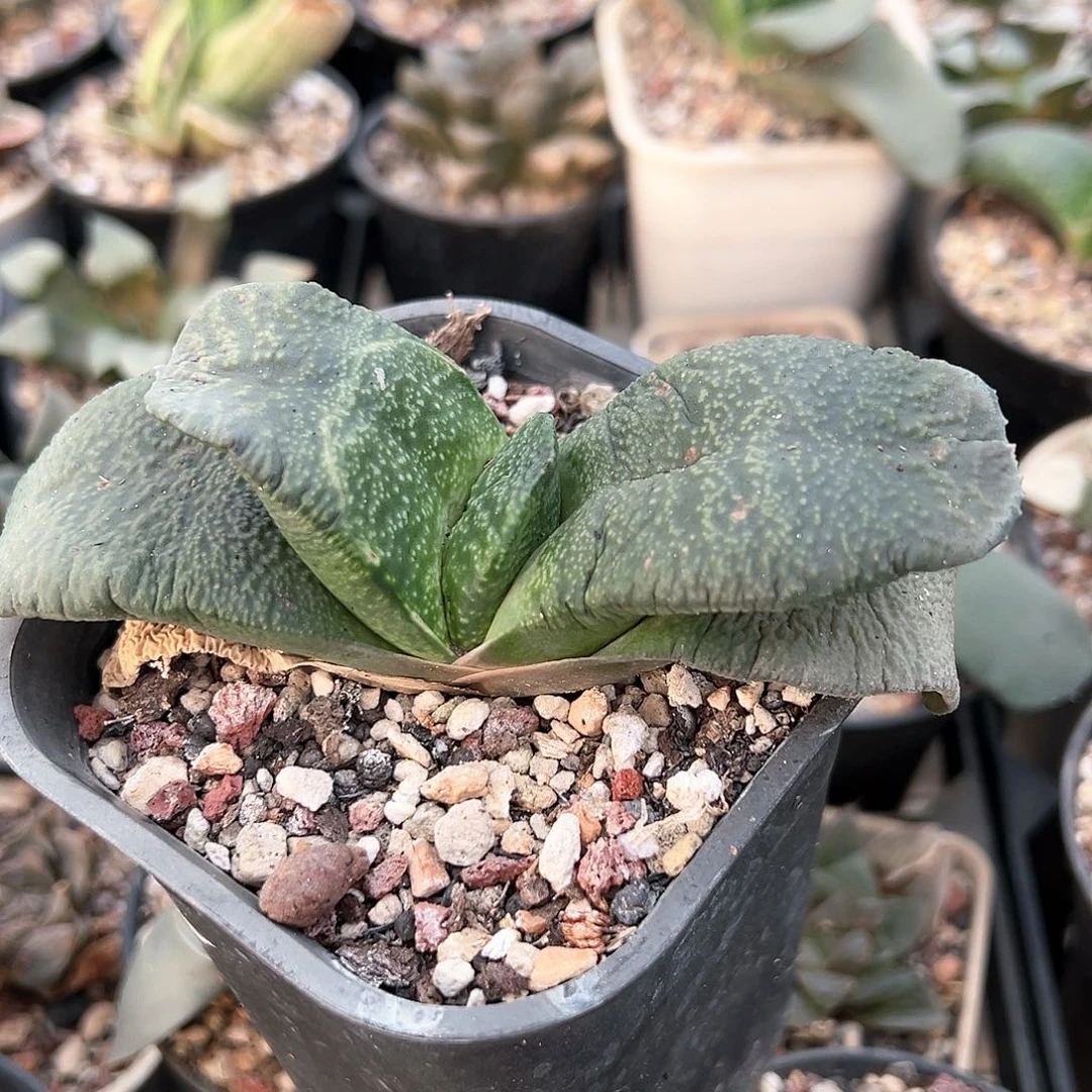 用****8多肉肉锥 臥牛母本