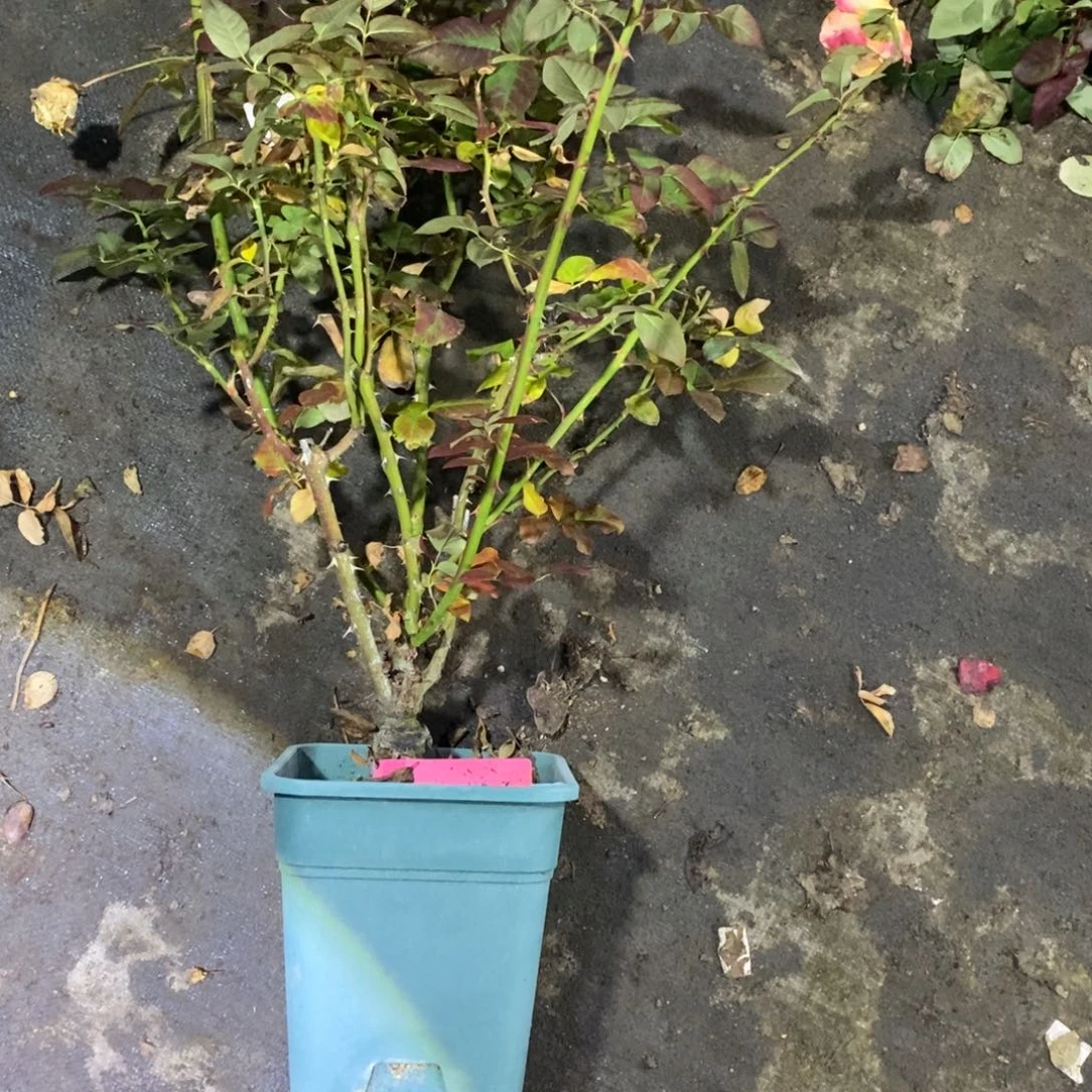 无花朵橙色之光玫瑰土球发货