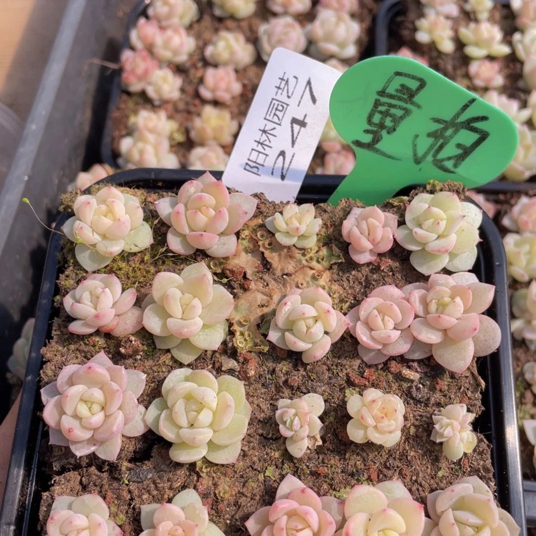 量拍多肉植物多肉植物247