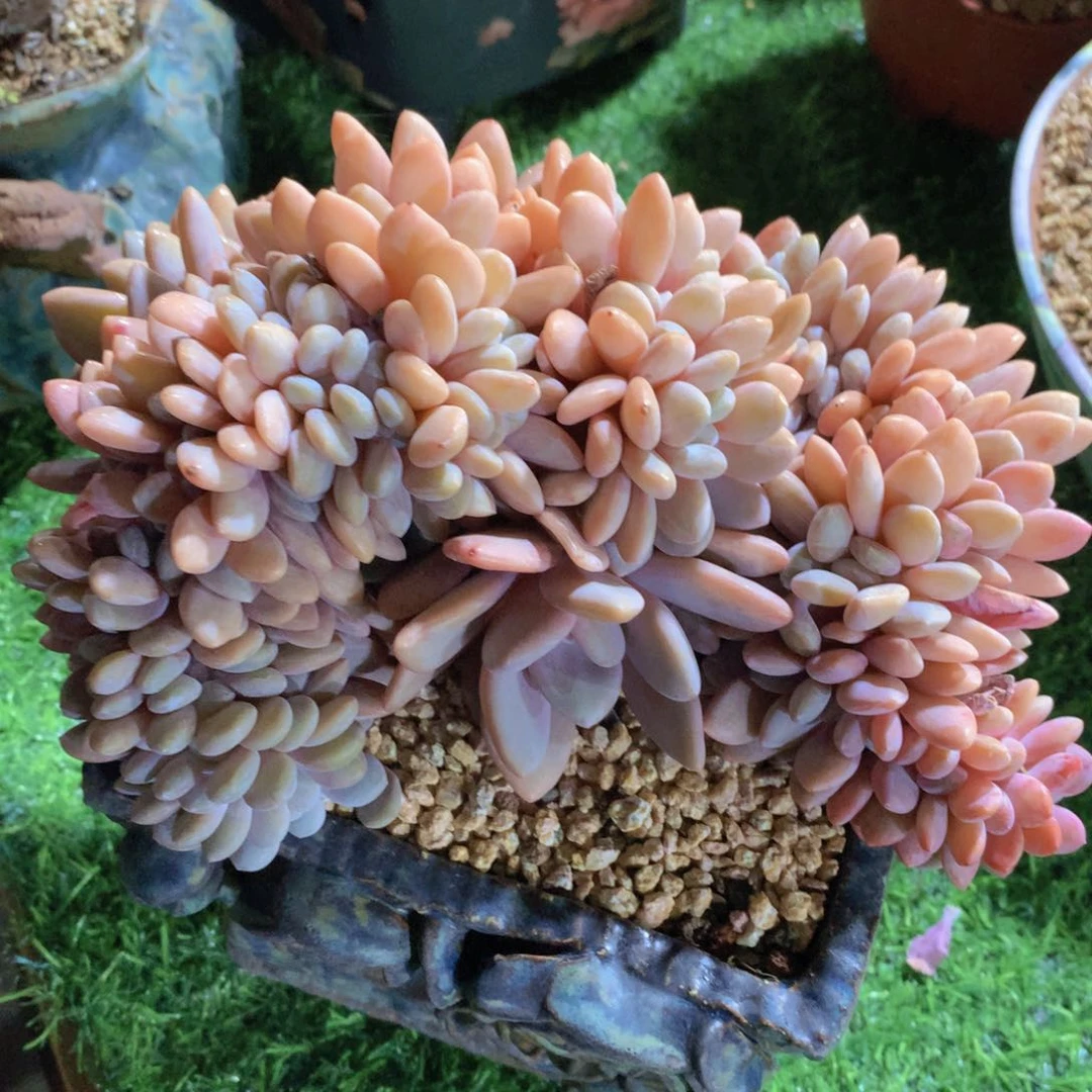 粉兔缀23 公分一物一拍