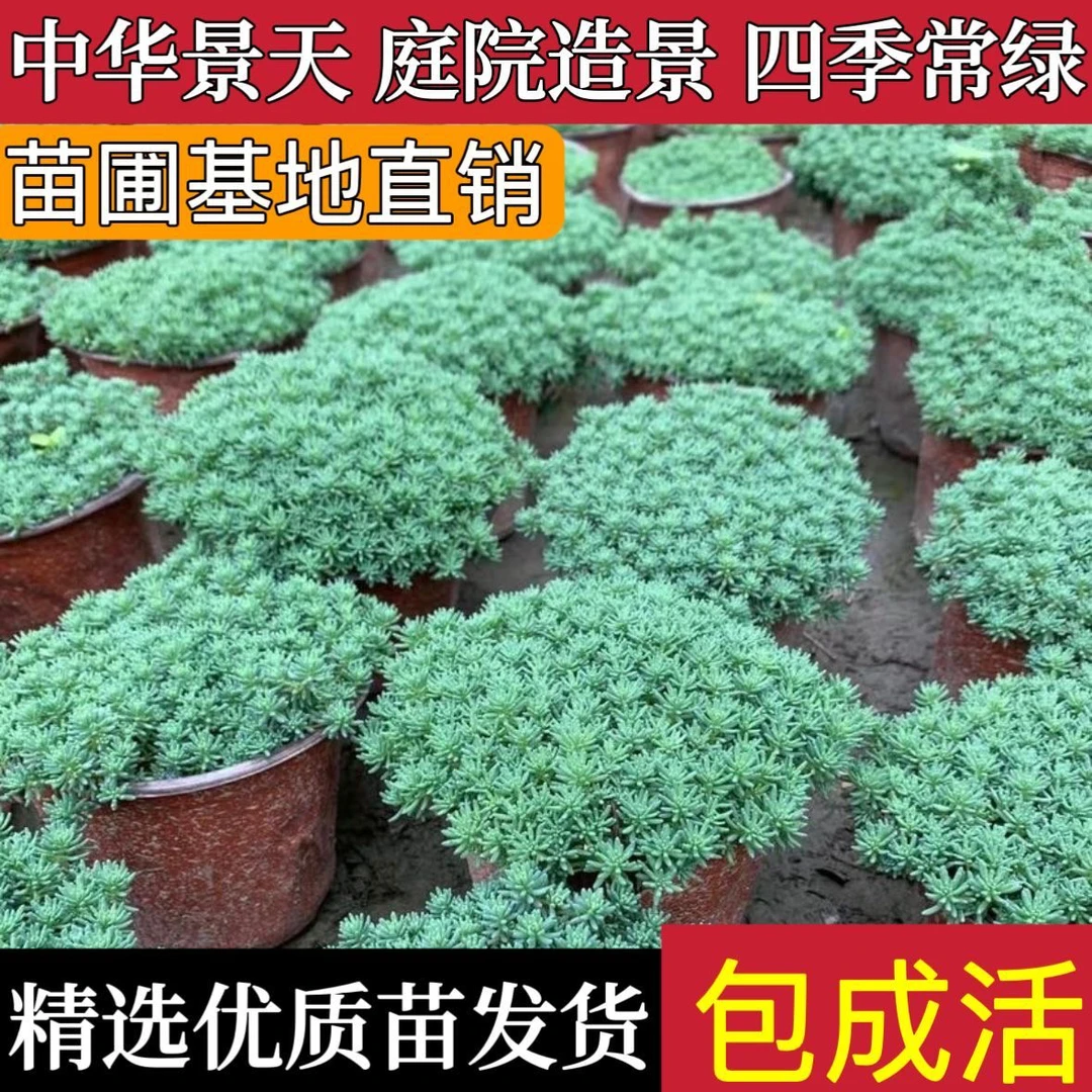 中华景天地被植物耐寒四季绿庭院地被免打理