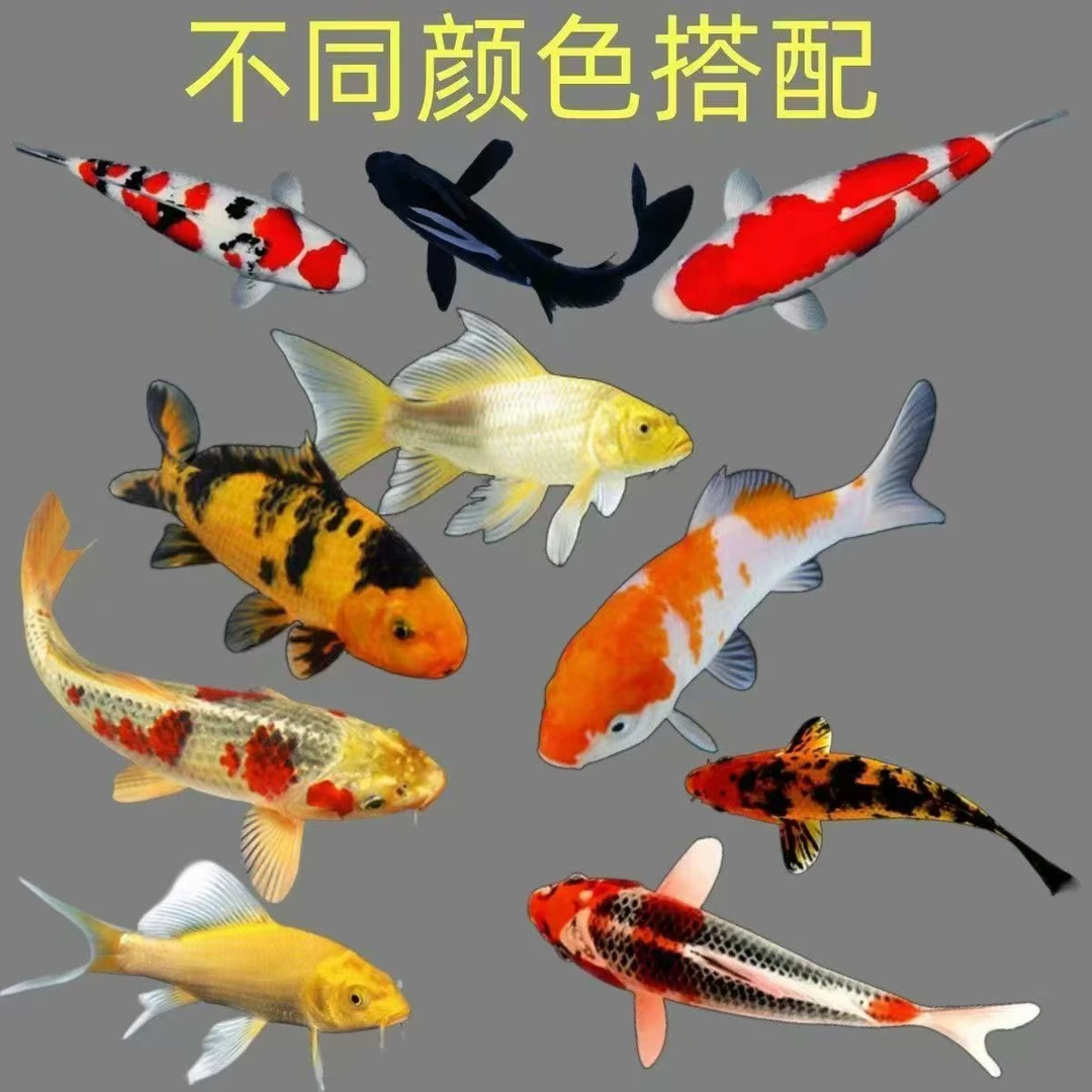 好养耐活的锦鲤德系玛雅草金冷水观赏鱼淡水鱼