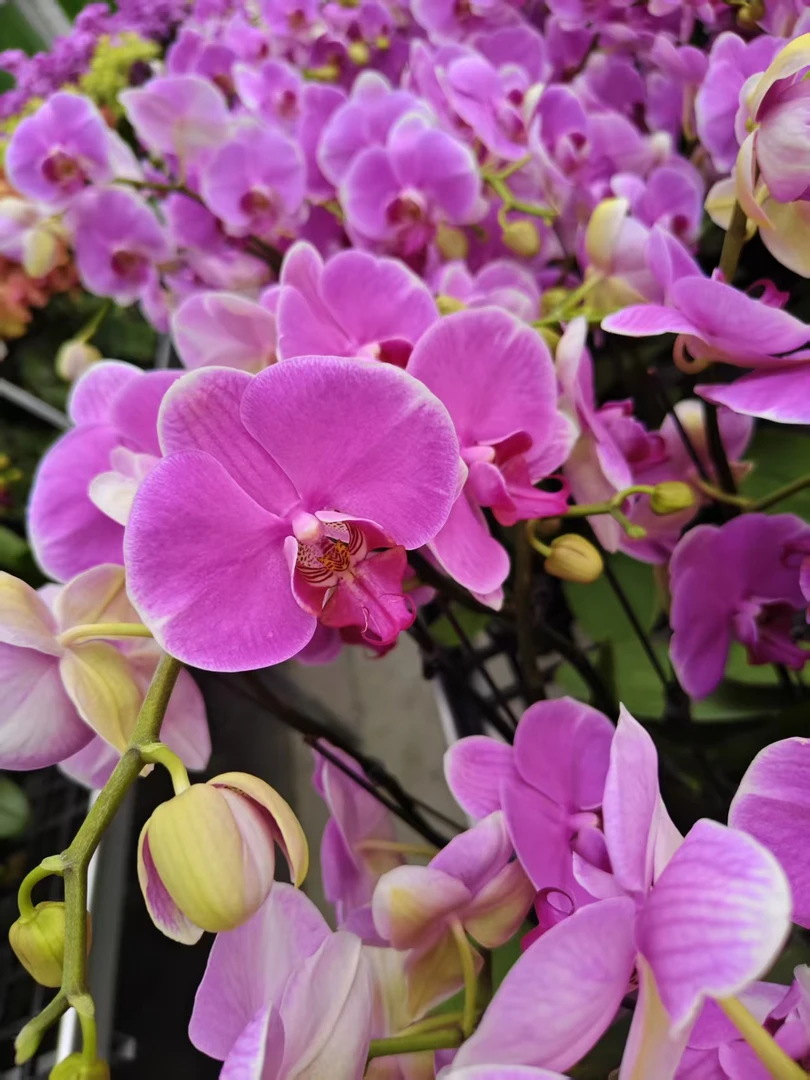 蝴蝶兰《大粉花》3.0寸浪漫粉白色系大花 高花 开花株 室内精品