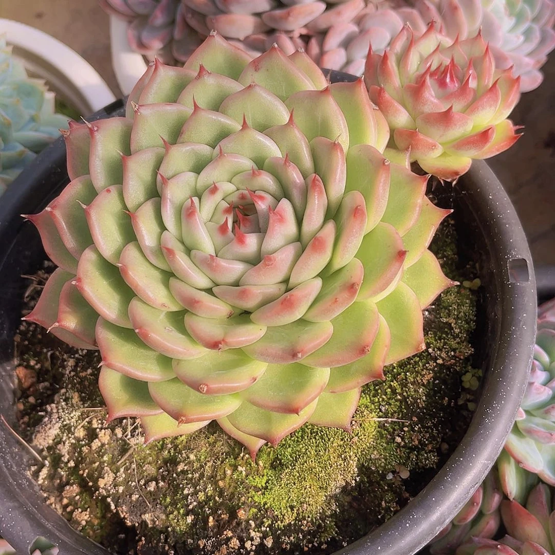 托斯卡内利18公分9998999999