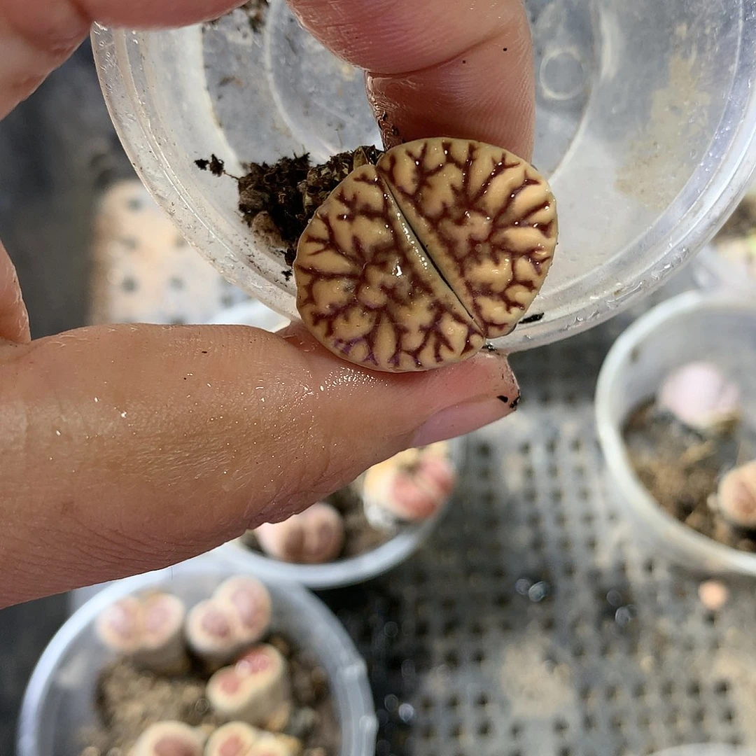 M341多肉植物保护