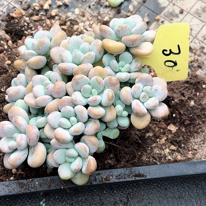 香水落砷30号码牌子的