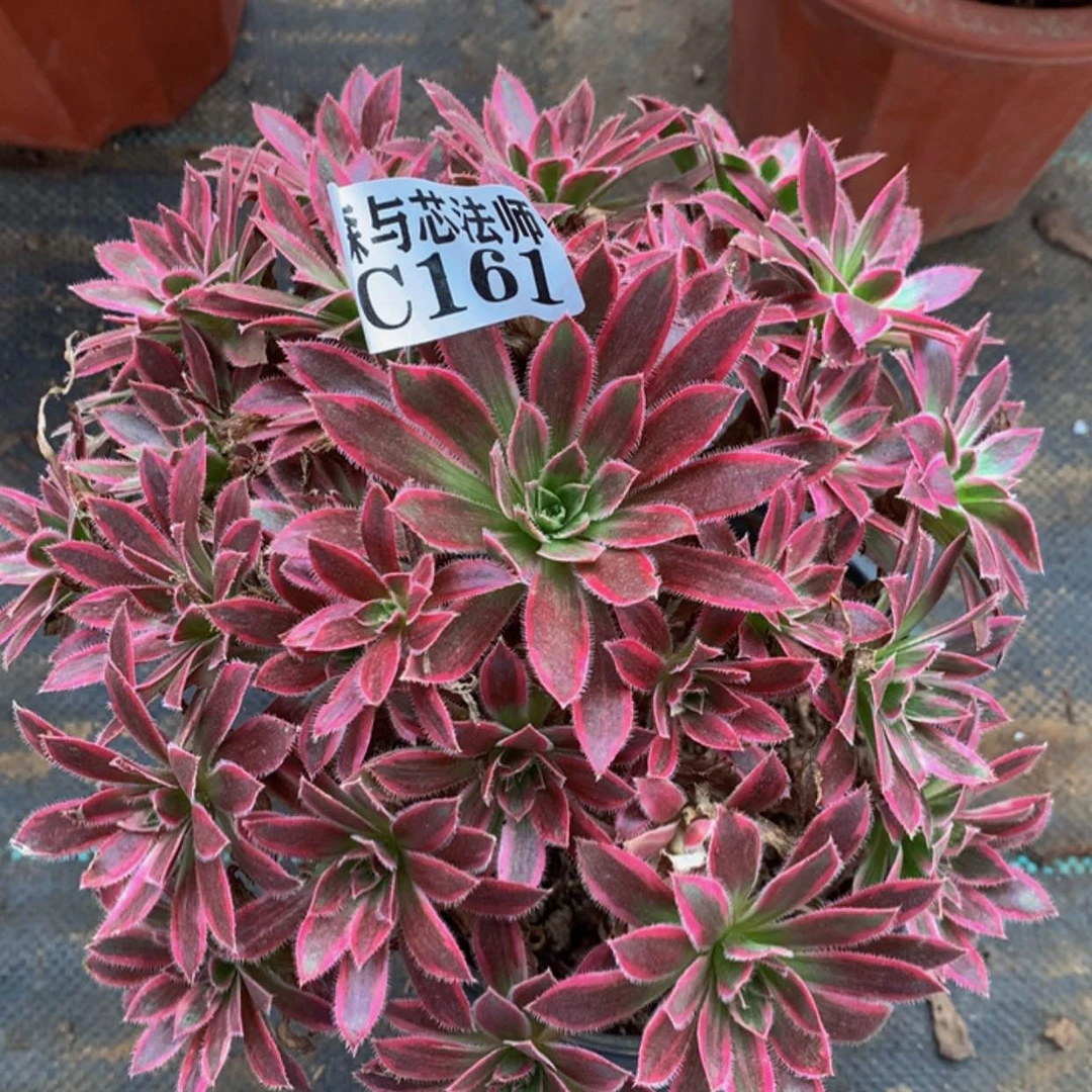 【闪购商品】161凤凰锦