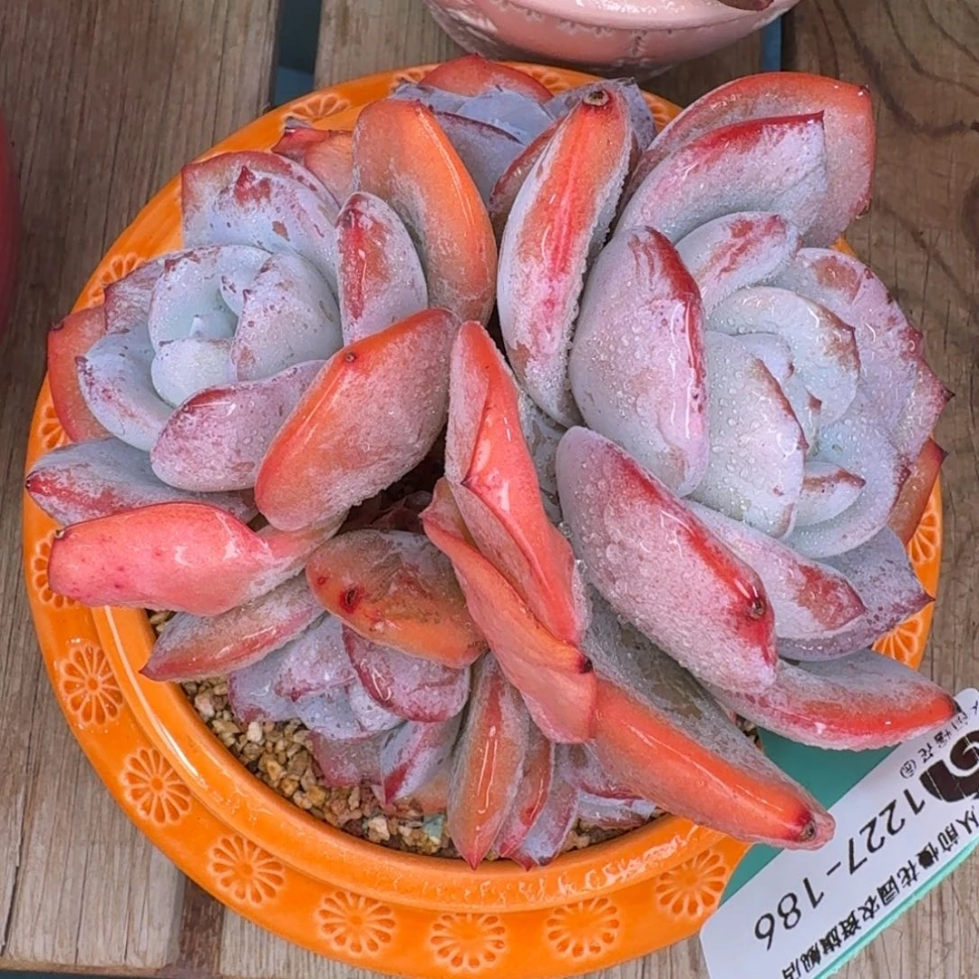 从前慢多肉编号1227-186