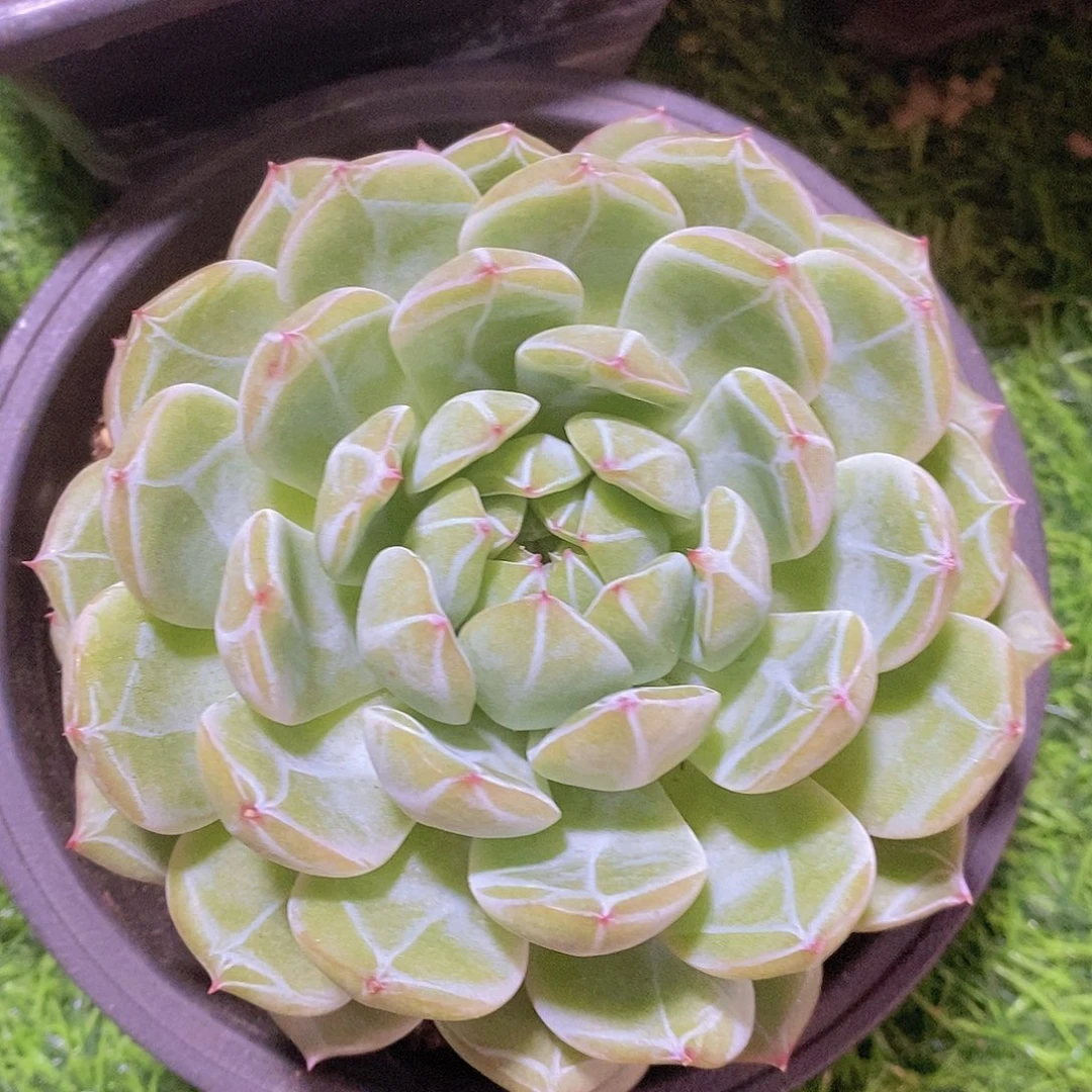 雪花珍妮