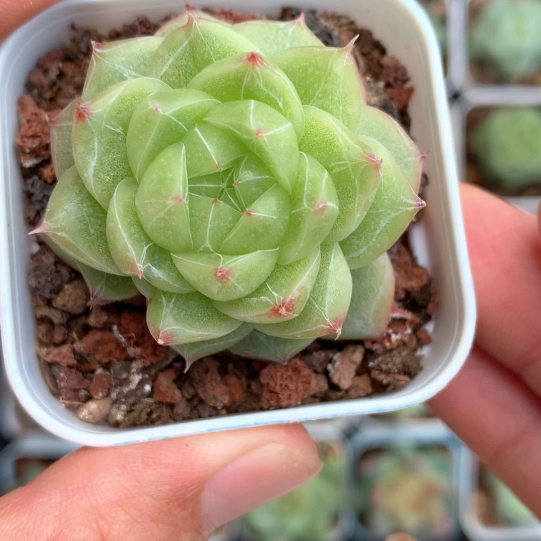 透暗纹。       19号