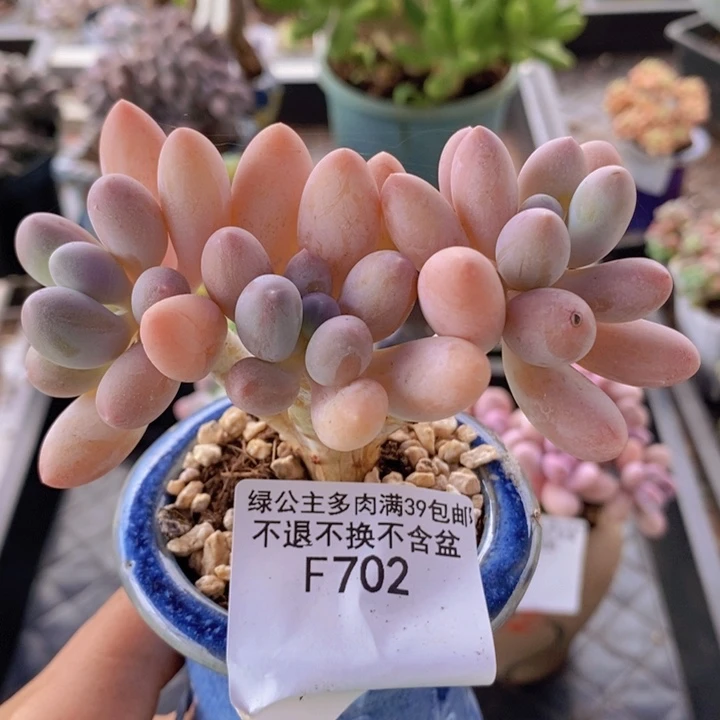 黄金手指奶老桩9cm702多肉植物