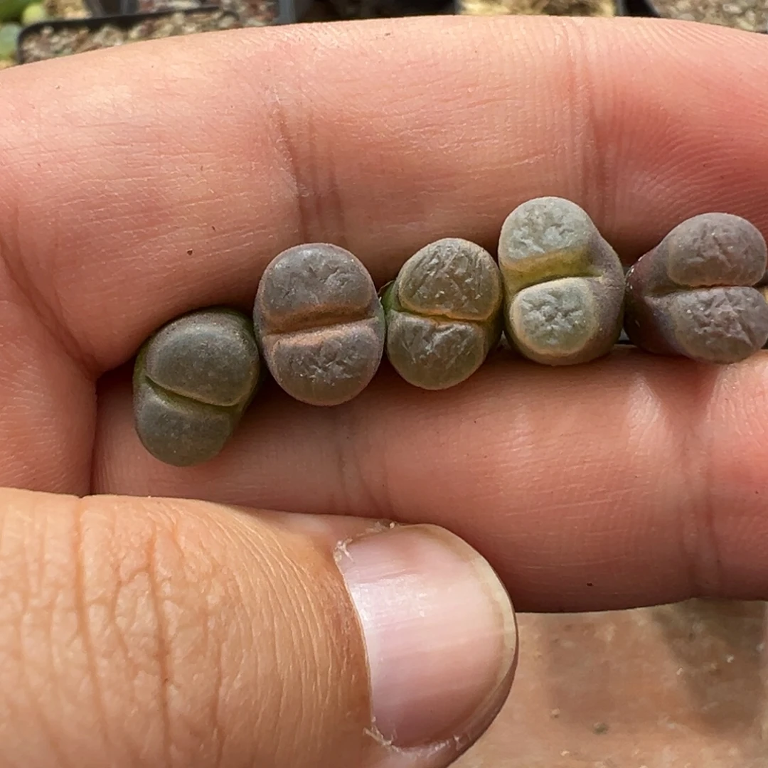 4-182肉锥多肉植物