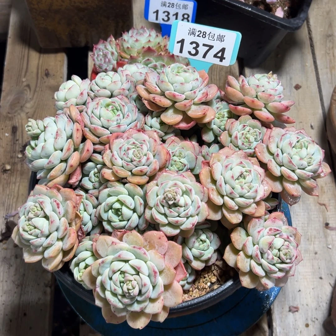 1374香草，冠服23公分