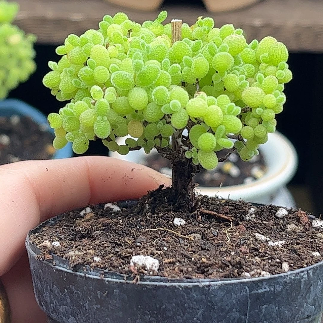 26蜜桔糖球优选枝干番杏