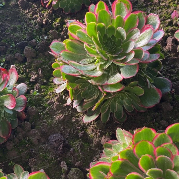 粉花妖多肉植物捧花