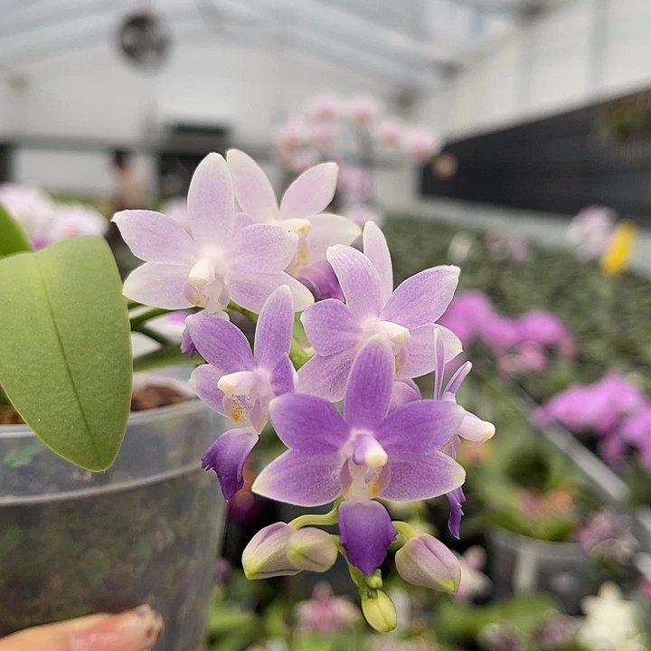 当前无花栽培后可以开花蓝星 725