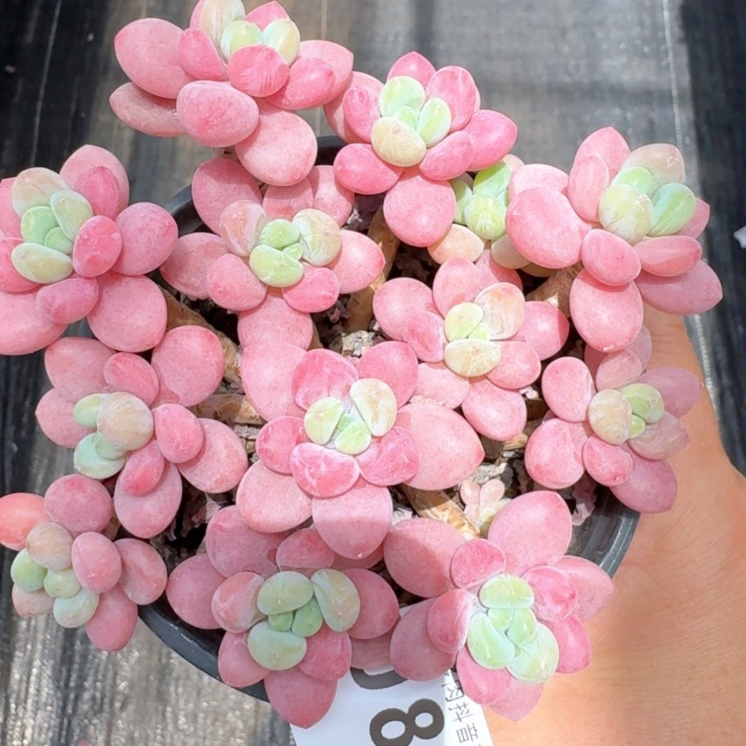 鱼子酱群生整装无砍模特