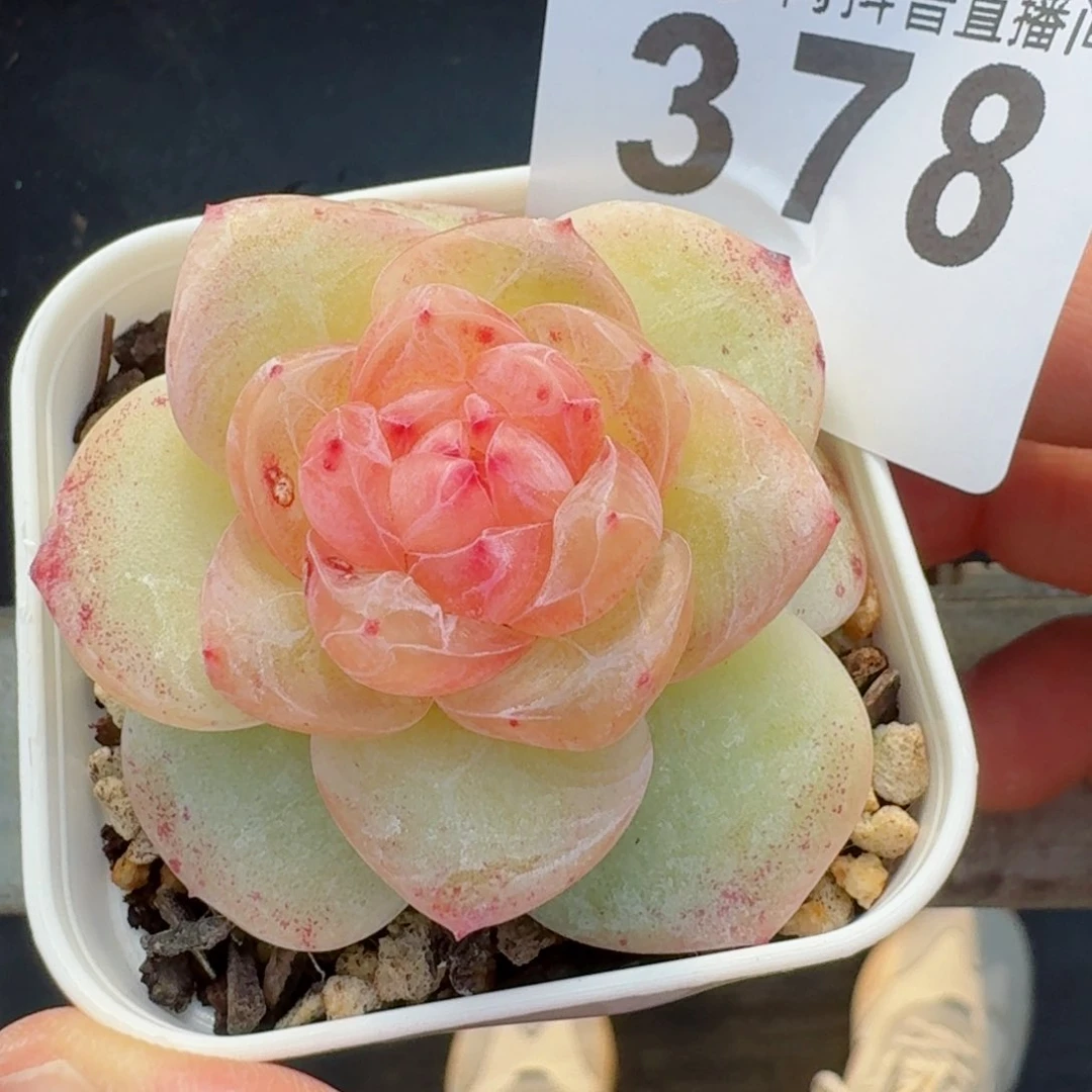 孤品珍妮      多肉植物开播福利捡漏