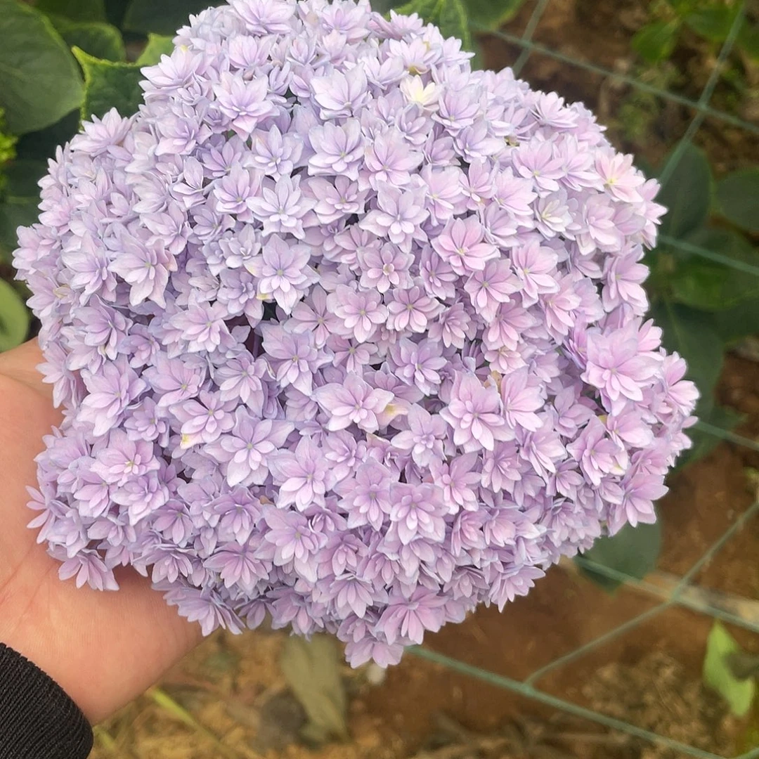 完全开放绣球切花一物一拍3枝起包邮，14